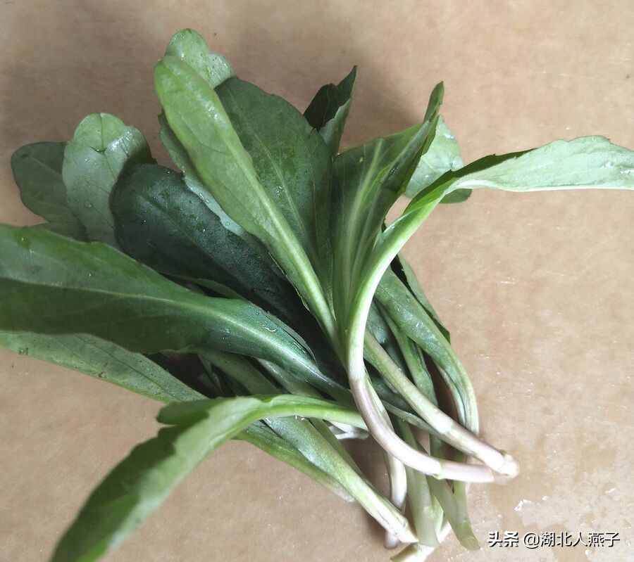 50种野菜大图片，教你认识不同的野菜和吃法，你想要的野菜这里有