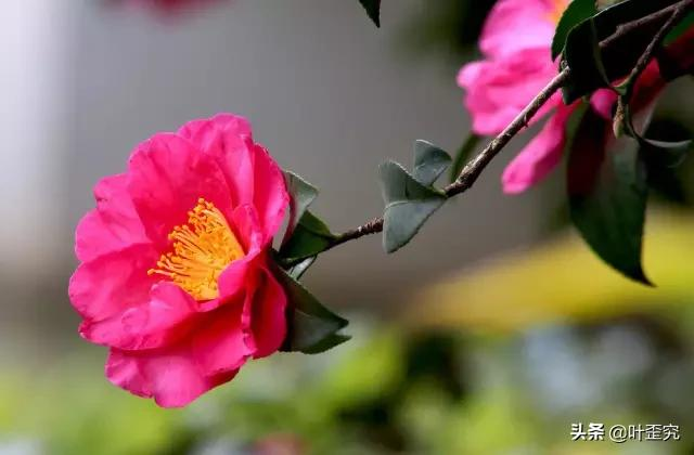 中国十大名花,您都知道吗?