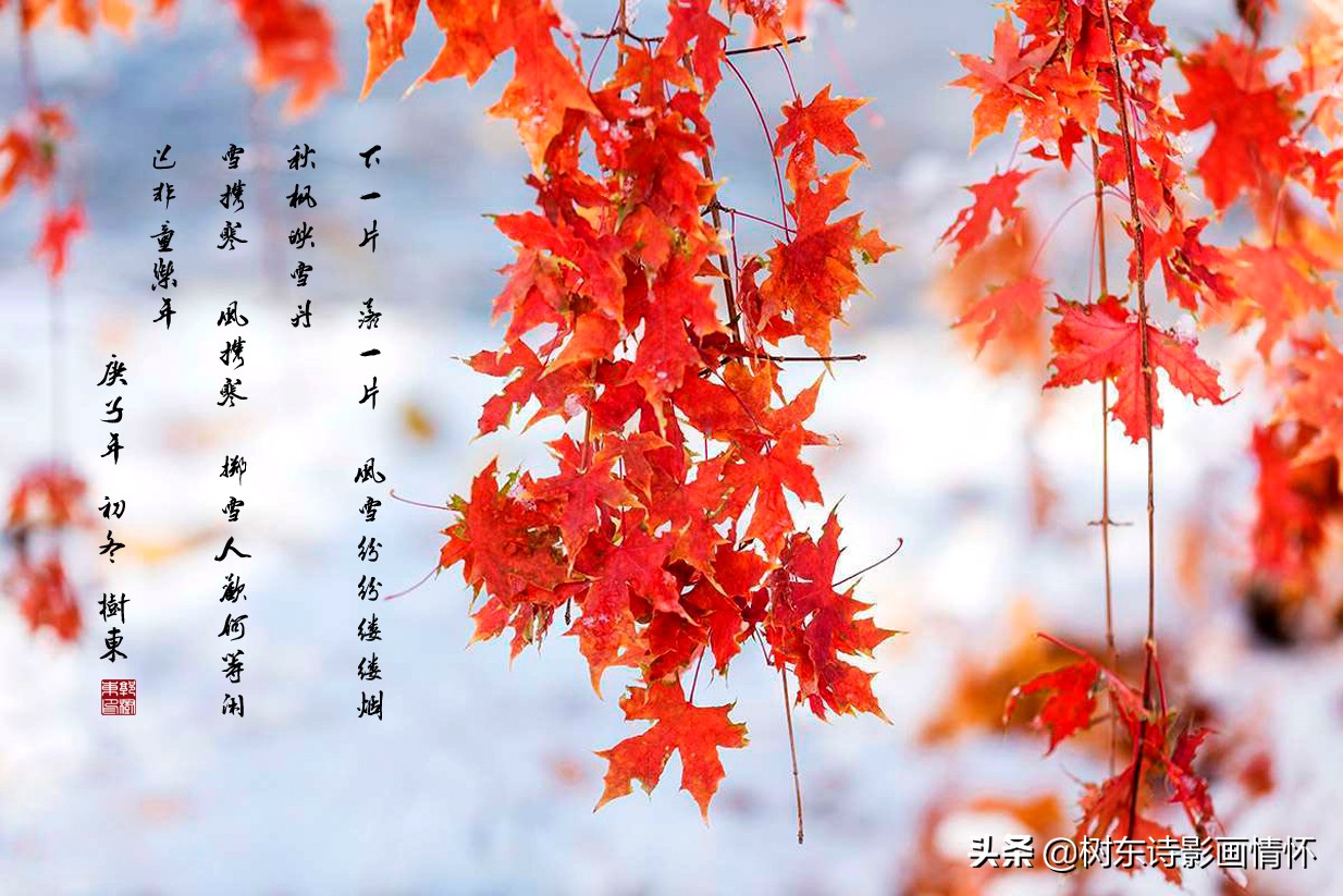 秋天枫叶红叶唯美句子