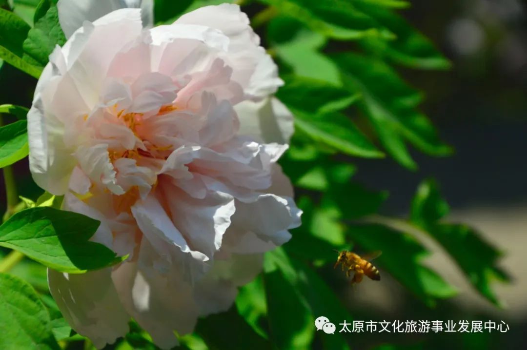 线上展览|“山河春意 锦绣太原——花的世界”主题摄影线上图片展（十七）