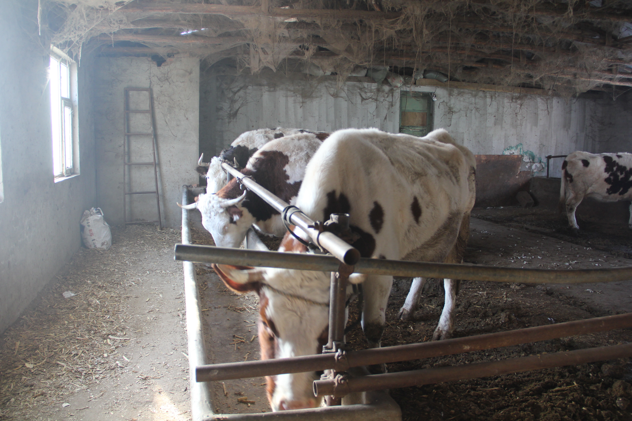 香醇好牛奶 健康有营养——长春菁溪牧业有限公司