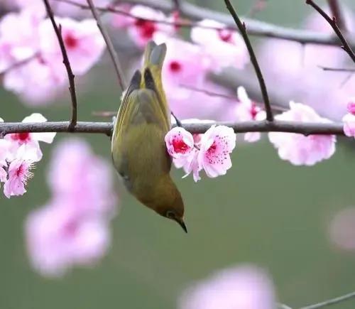 飞花令“花”的诗句全集100首让孩子玩转飞花令接龙春城无不飞花