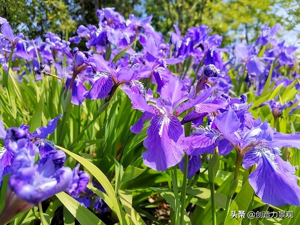 紫色的花有什么寓意（10种紫色系的花介绍）