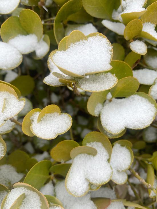 雪落校园，惊艳了冬天！快来欣赏正阳街小学校园雪景