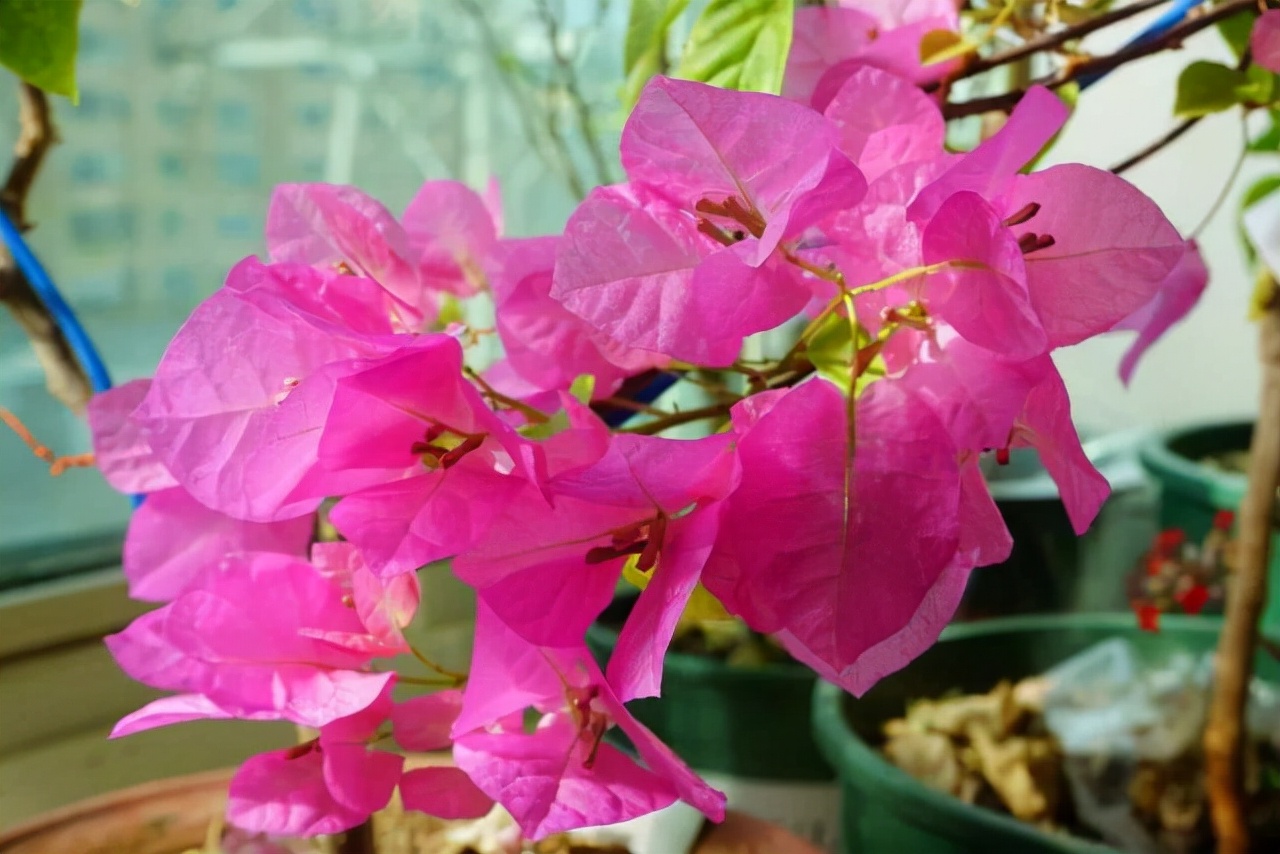 20種常見花卉綠植的習性分享，在家居環(huán)境中，也能把它們養(yǎng)出彩