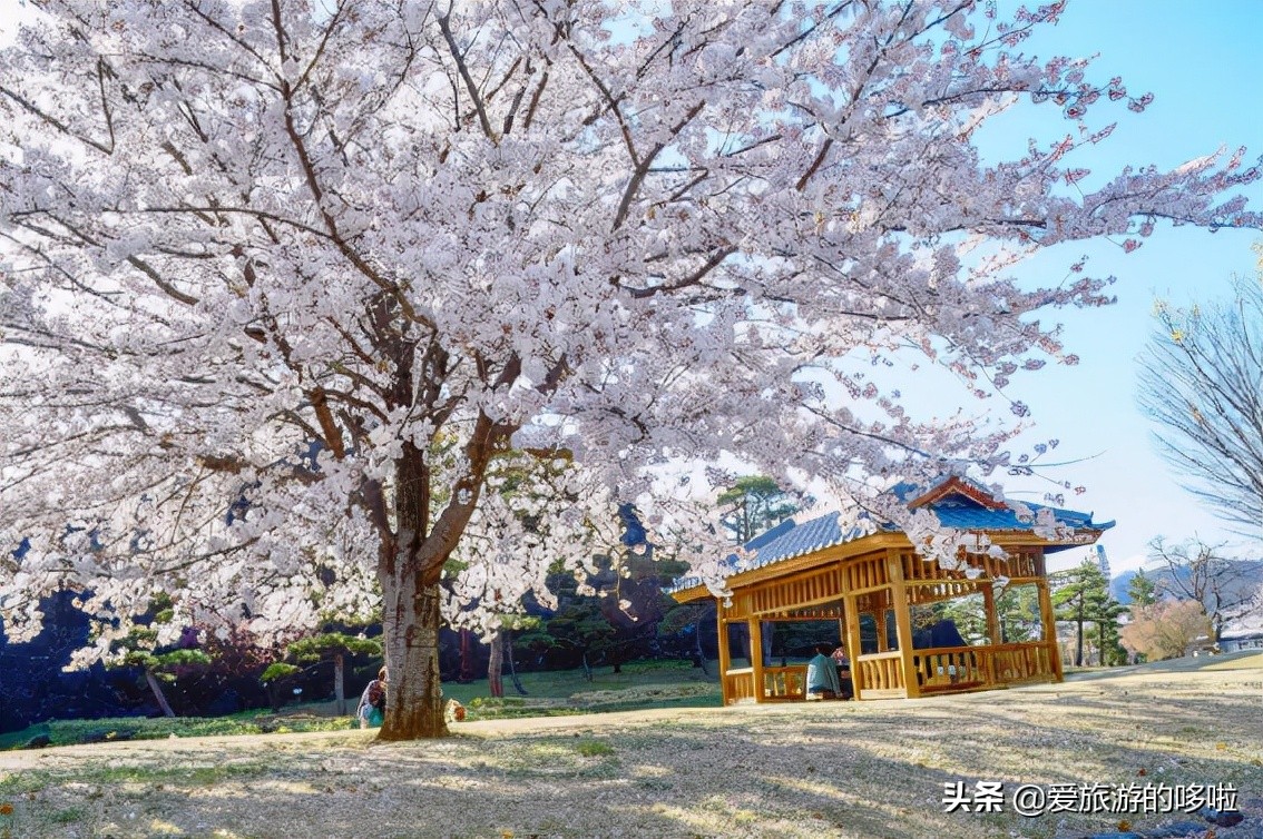 日本樱花图片（盘点大家都爱去的赏樱名地）
