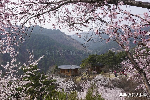 植树古诗五首，河阳一县花，谈谈古代的植树活动