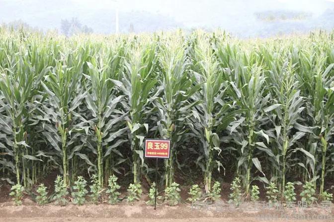 6省审1国审，抗锈抗青枯抗倒伏，高产优质广适，这个品种适合你吗