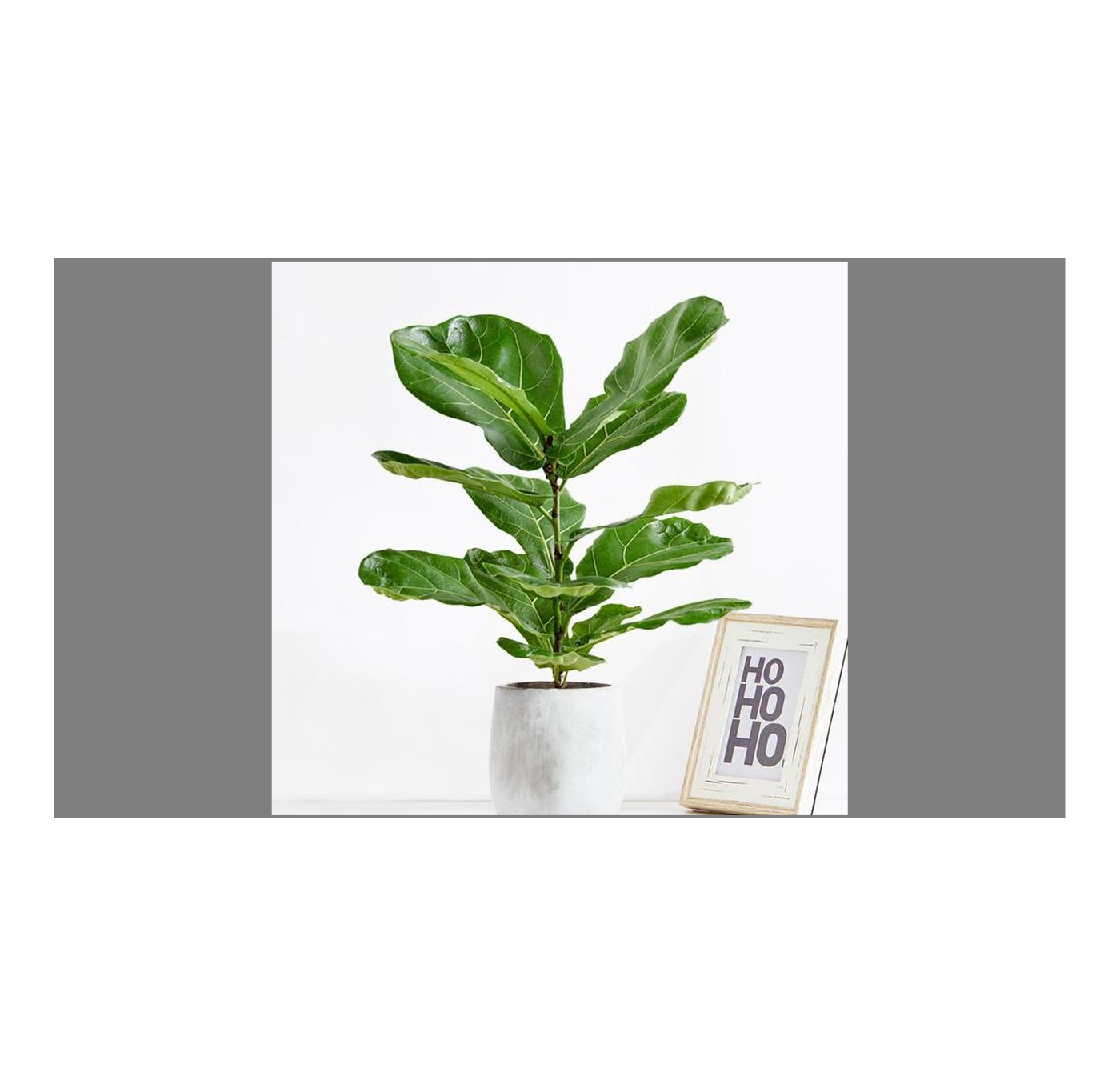 植物界10大网红绿植，好看又好养，你家也可以拥有