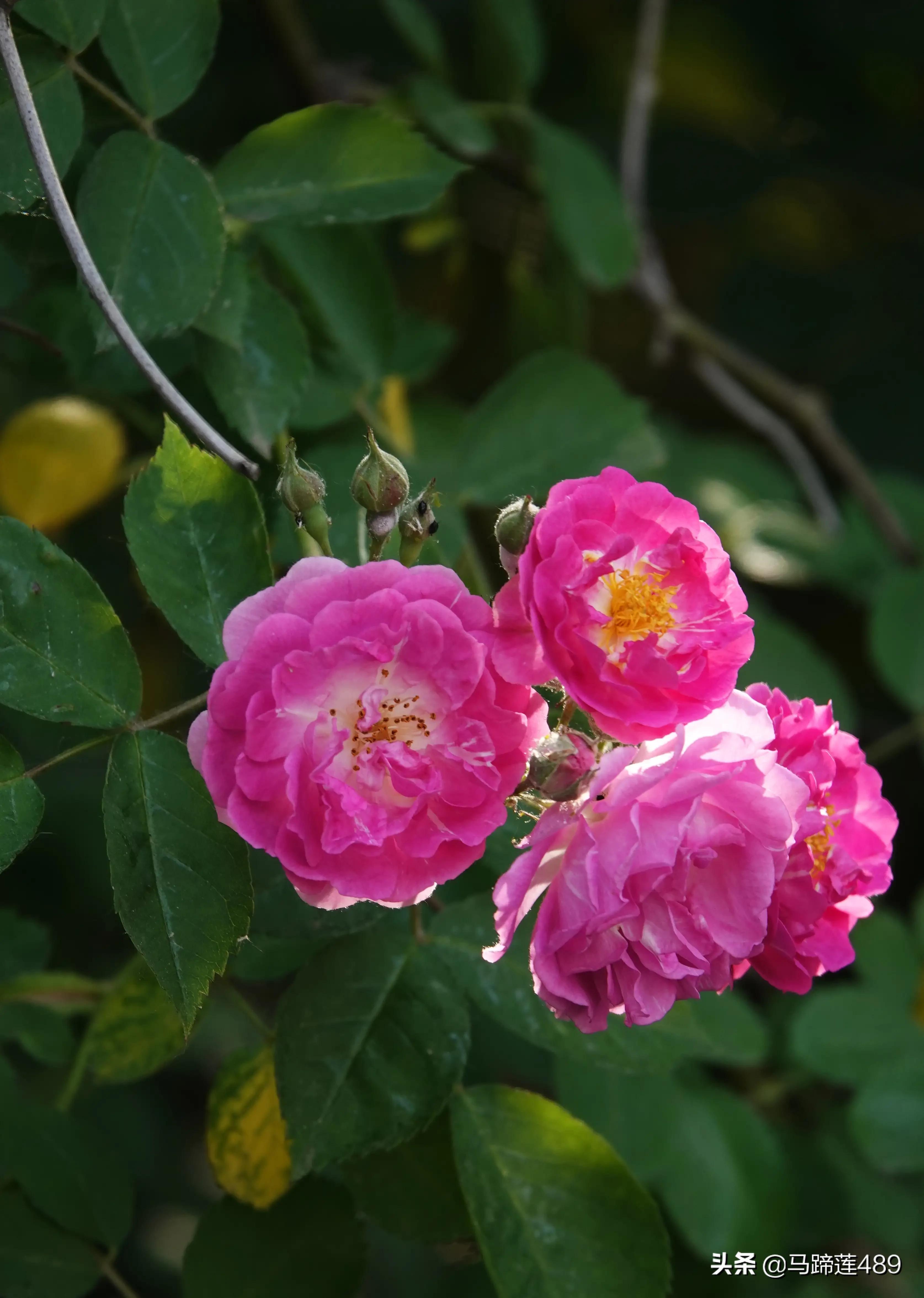 最漂亮的蔷薇花(二)