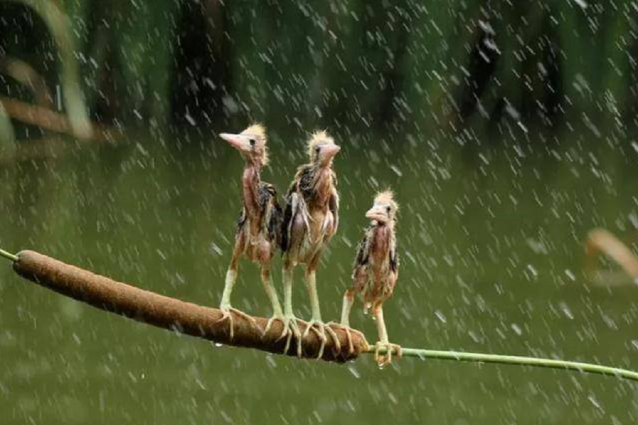 大部分鸟窝都是露天的，下雨的时候，鸟儿怎么避雨呢？