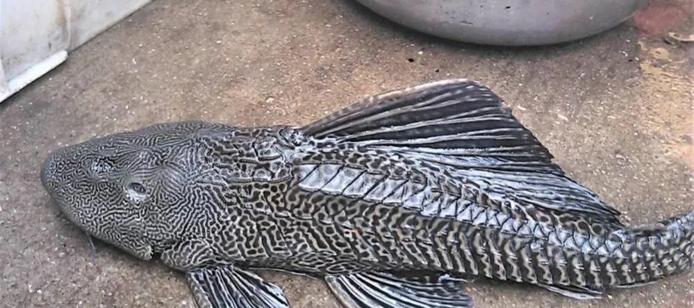 吃魚屎的魚,吃魚屎的魚哪種最好