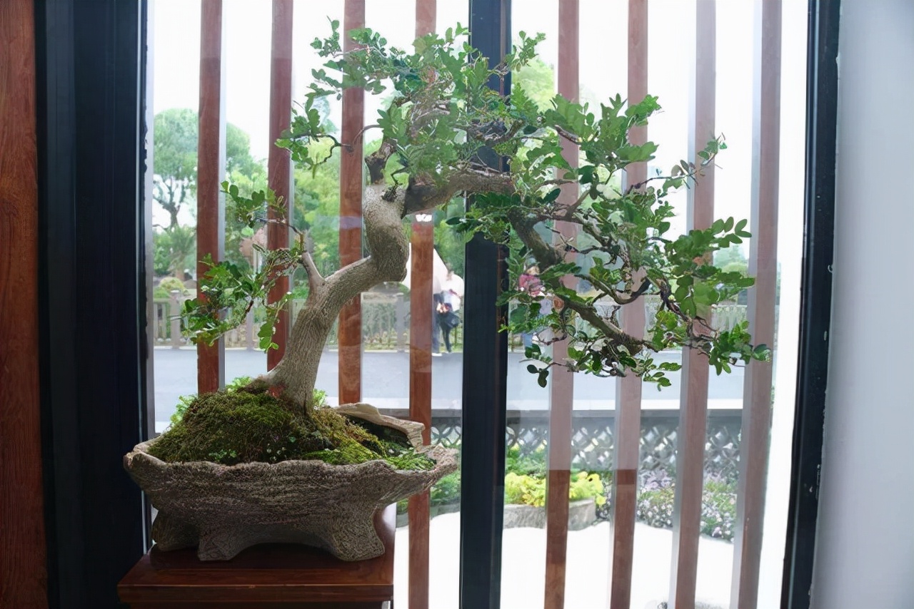 养花久了，可以栽培这6种树，培养成盆景，不仅好看，而且价值高