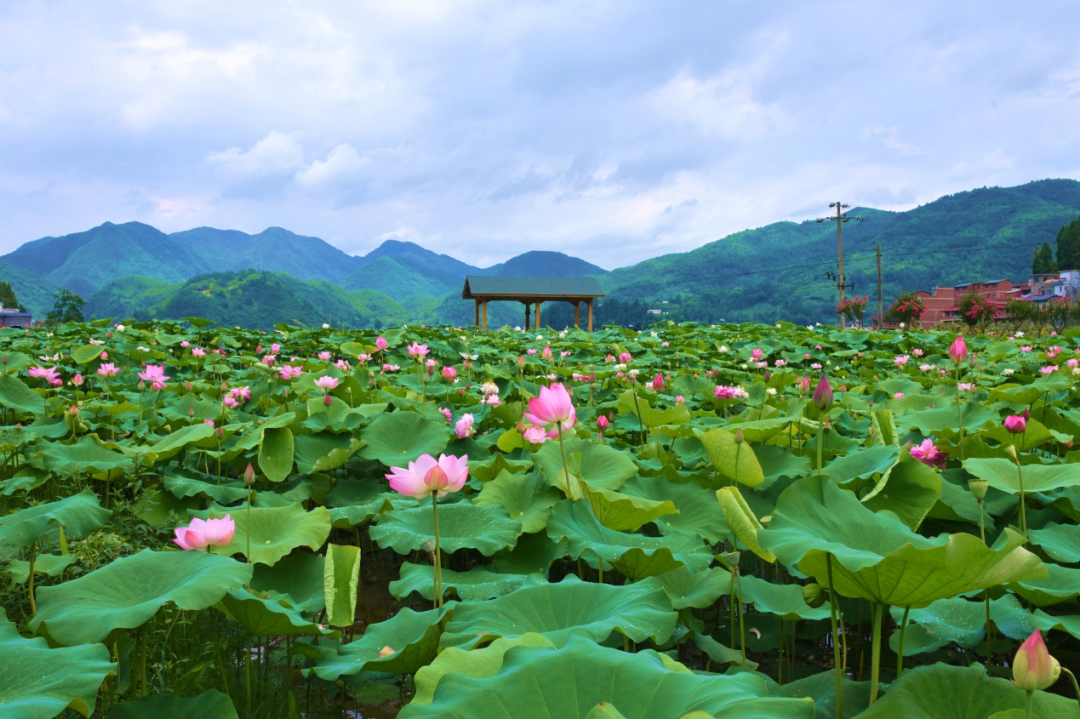 漢中網(wǎng)紅“陜南民居村寨院落”，快去打卡！