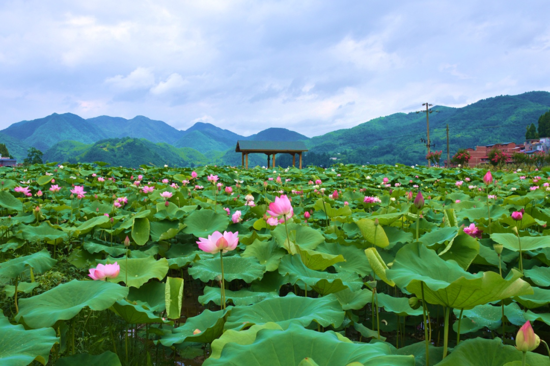 漢中網(wǎng)紅“陜南民居村寨院落”，快去打卡！