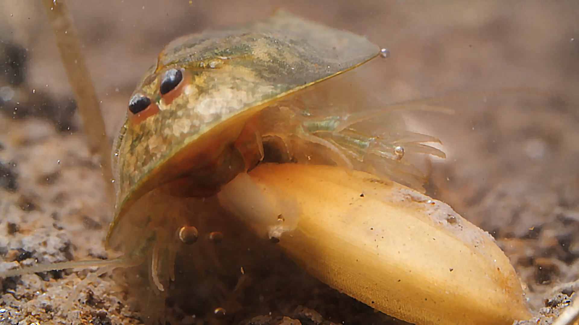 三眼恐龙虾(三眼恐龙虾和鲎的区别)-图9