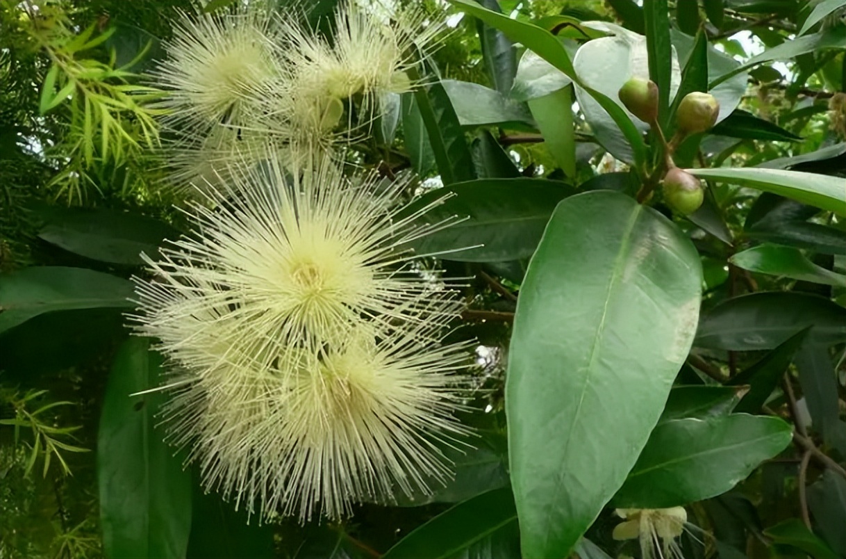 蒲桃的作用和功效(蒲桃) - 行就行