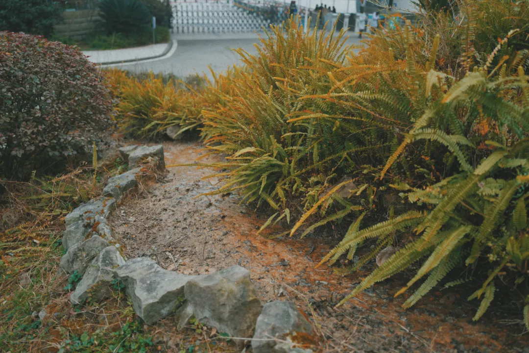 最近超火的盐帮菜之乡让我大开眼界，奇怪的知识又增加了