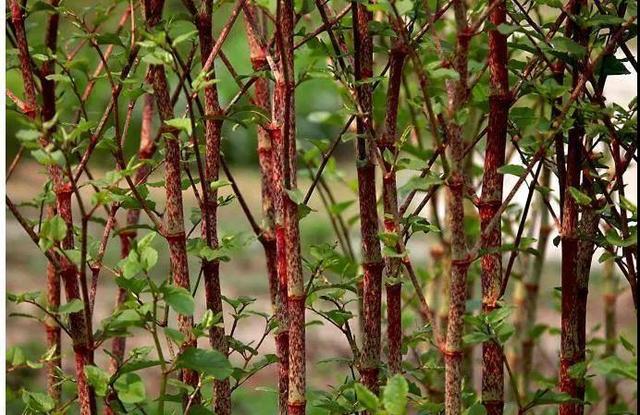 马虎眼草图片(24种带有) - 赤虎壹号