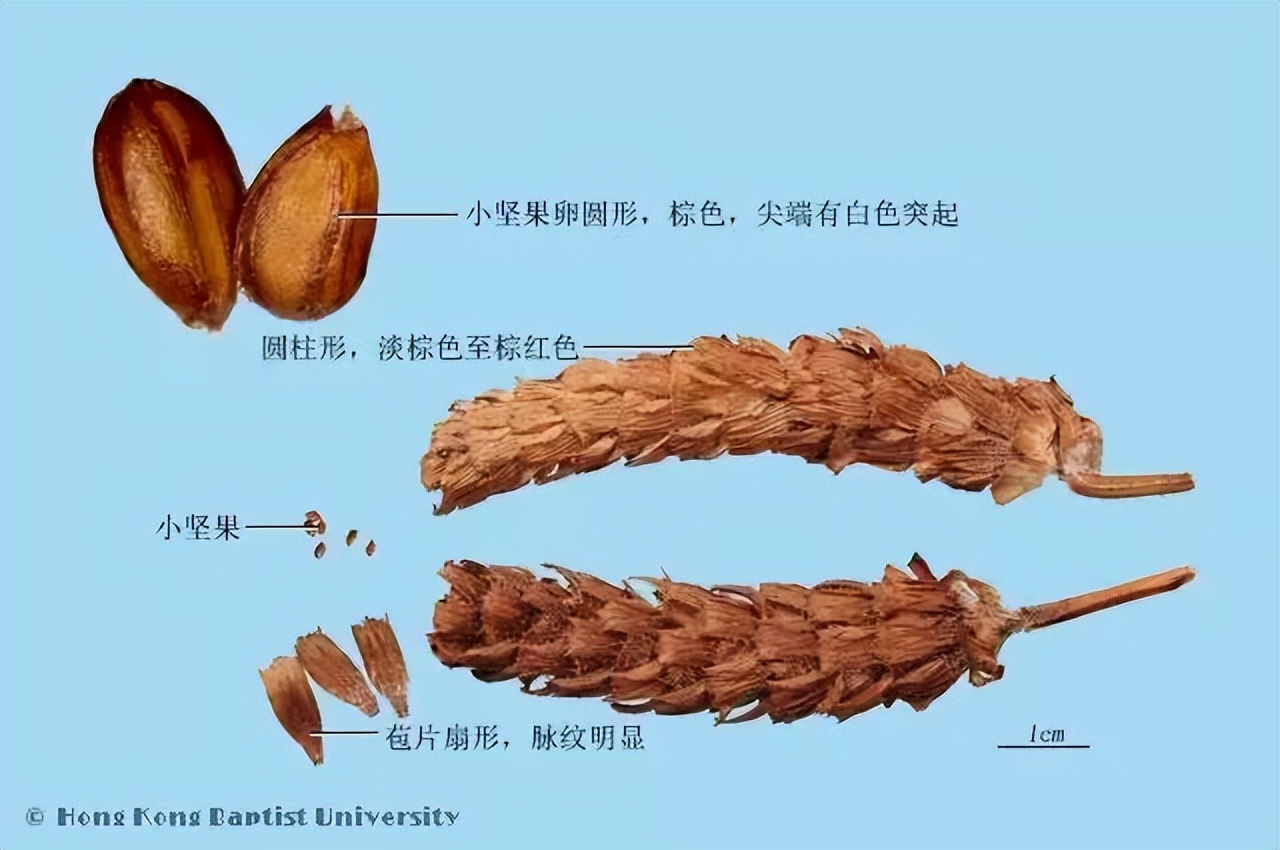 每日一味抗癌中药——夏枯草，清火明目、散结消肿，用于多种肿瘤