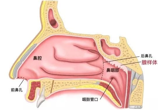 孩子睡覺打呼嚕,鼻子總是不通氣,要注意是不是腺樣體肥大