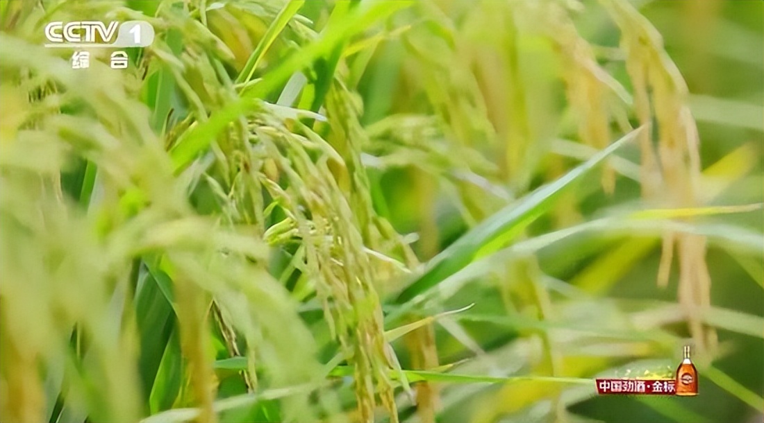 邹韵：9年磨一剑，主持人大赛金奖获得者，有望成为水均益接班人