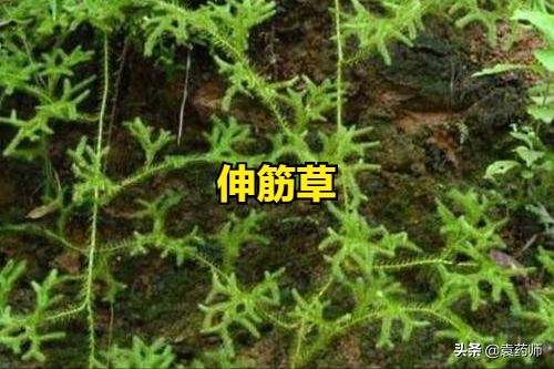 伸筋草的药用价值与用法(伸筋草的药用价值)