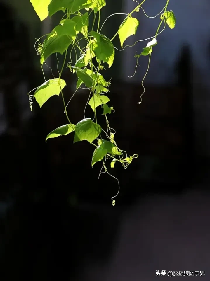 黑色背景照片怎么拍出高级感(拍摄黑色背景照片，这7个要点必须注意，否则)