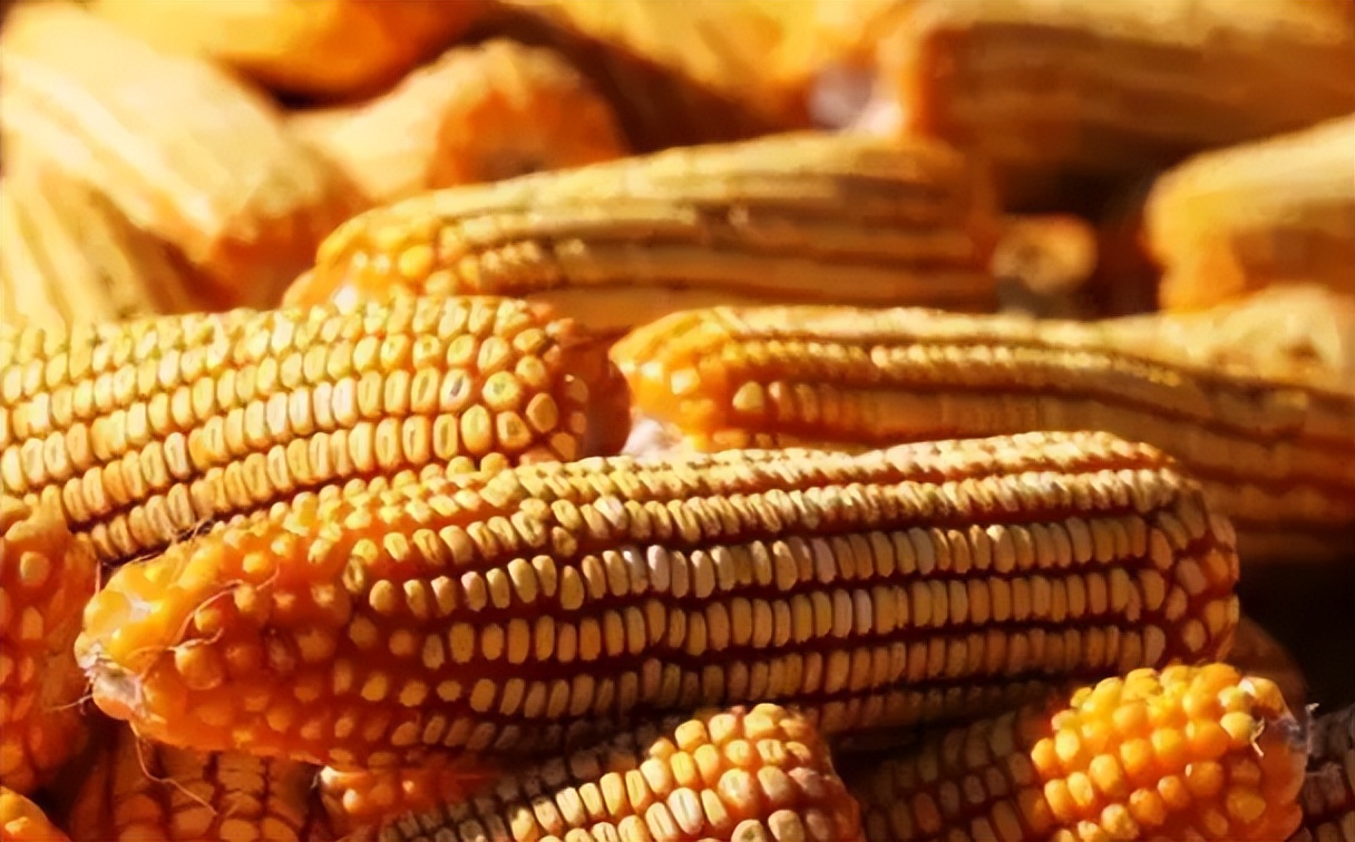 贸易商涨价“抢”玉米，豆粕期货价格跌破4000元，饲料行情如何？