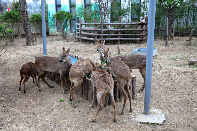 虎福齊臨門，春風(fēng)踏青來(lái) 臨泉魔幻動(dòng)物園4月1號(hào)恢復(fù)開放