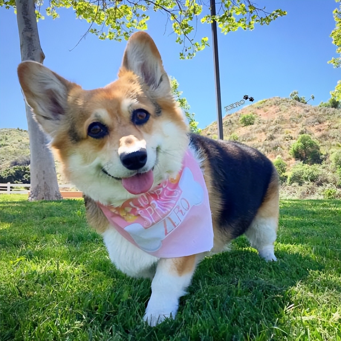 北京柯基犬狗舍价格