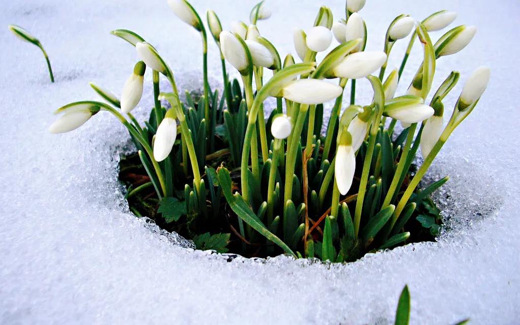 雪滴花～似玉形如兰，蕊绽凌雪寒。心香含情诉，何须泪两行