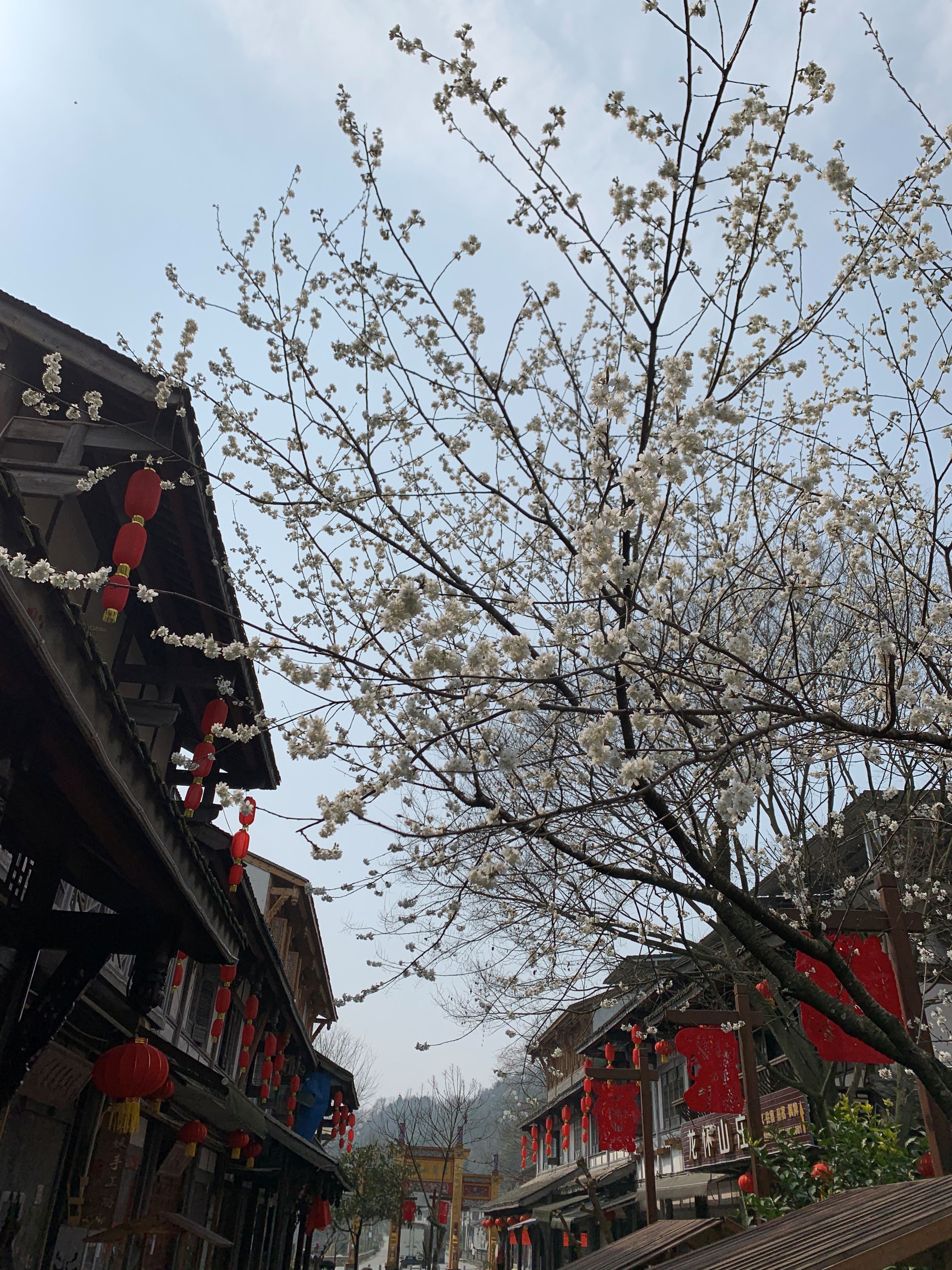 成都周边周末亲子游 逛古镇品美食 游竹海