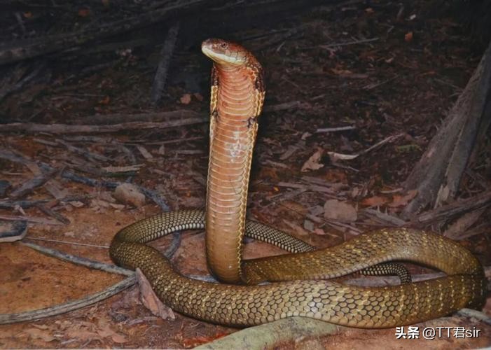 ����Ů�����ſڳ���һ���۾����ߣ�Ϊʲô�۾����߻ᵽ������У�