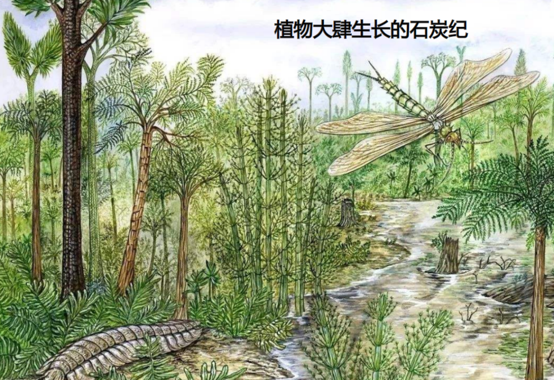 這一時代當中頗具代表性的生物有巨型蜘蛛,巨型馬陸和巨型蜻蜓等.