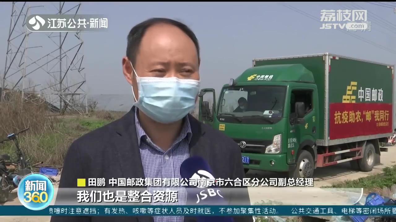 疫情导致南京六合40万斤莴笋面临滞销 爱心助农解决难题