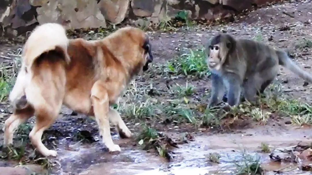 无比惨烈的猴狗大战：印度猴群对狗进行疯狂报复，250只狗被团灭