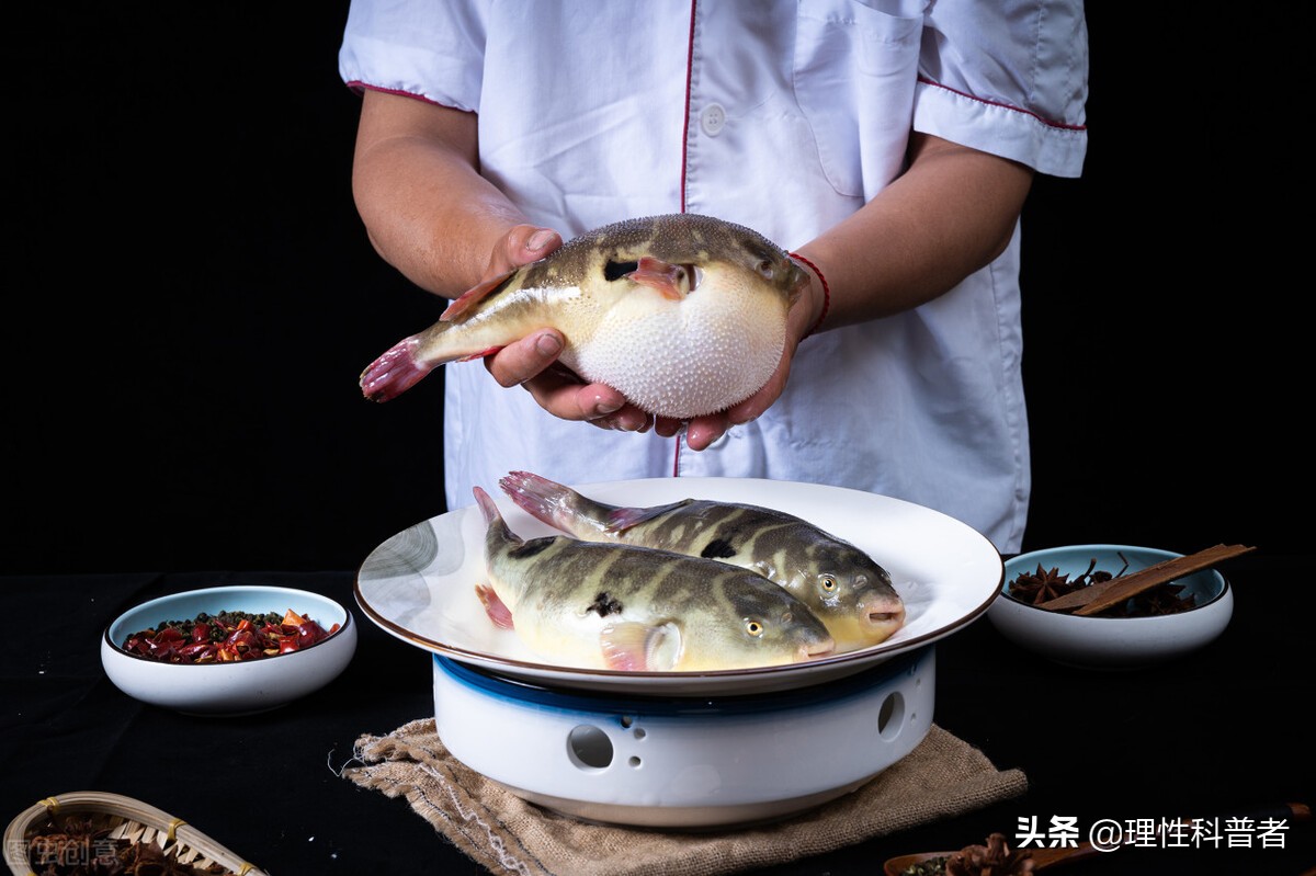 河豚是淡水鱼还是咸水鱼，体型可爱，习性古怪，其毒素有剧毒