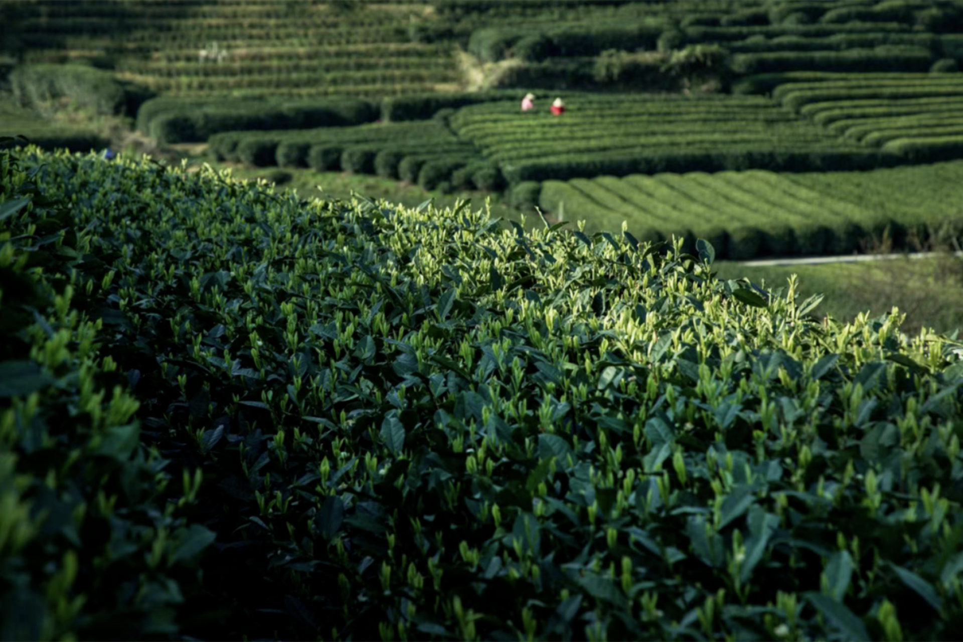 老人讲“春天一杯茶，半年无病扰”有道理吗？“一杯茶”指什么茶