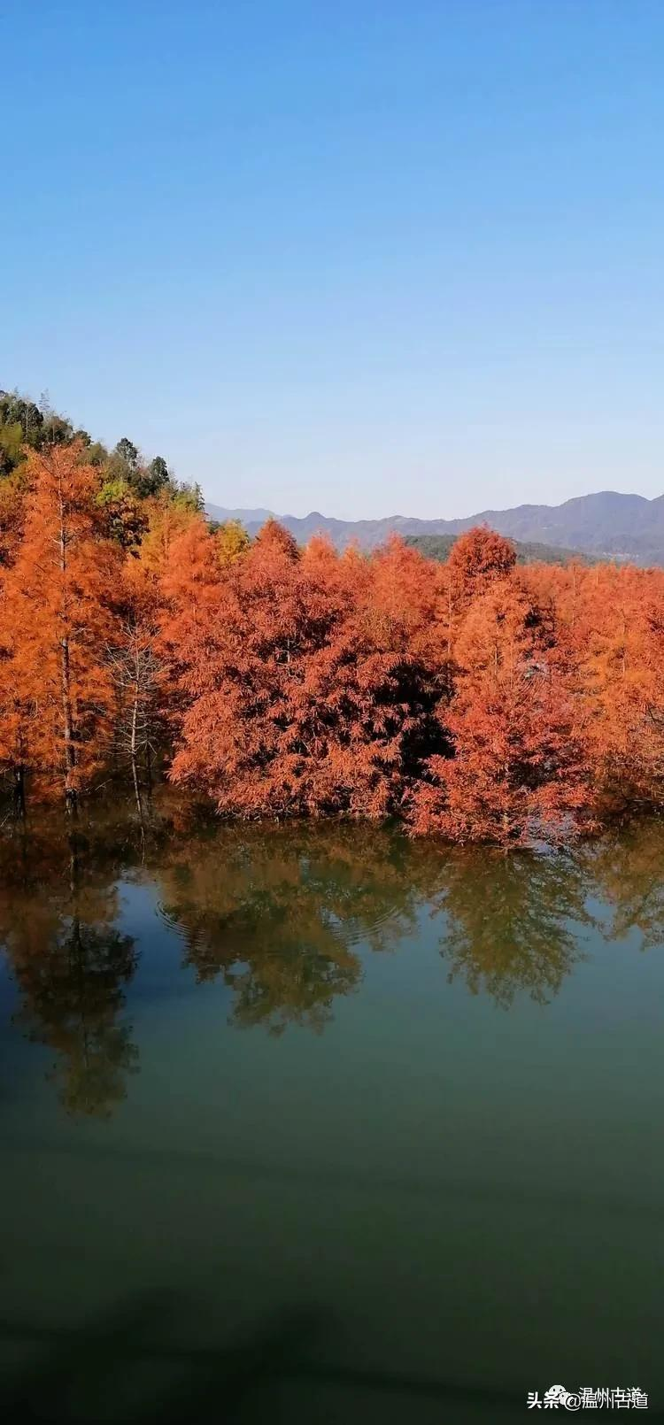 层林尽染，斑斓湖水，美如仙境的长潭湖红杉林