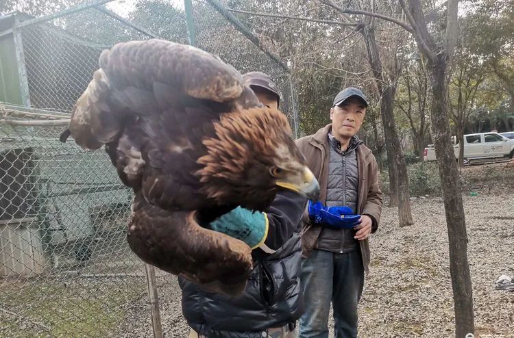 西安长安公安成功救助国家一级野生保护动物金雕