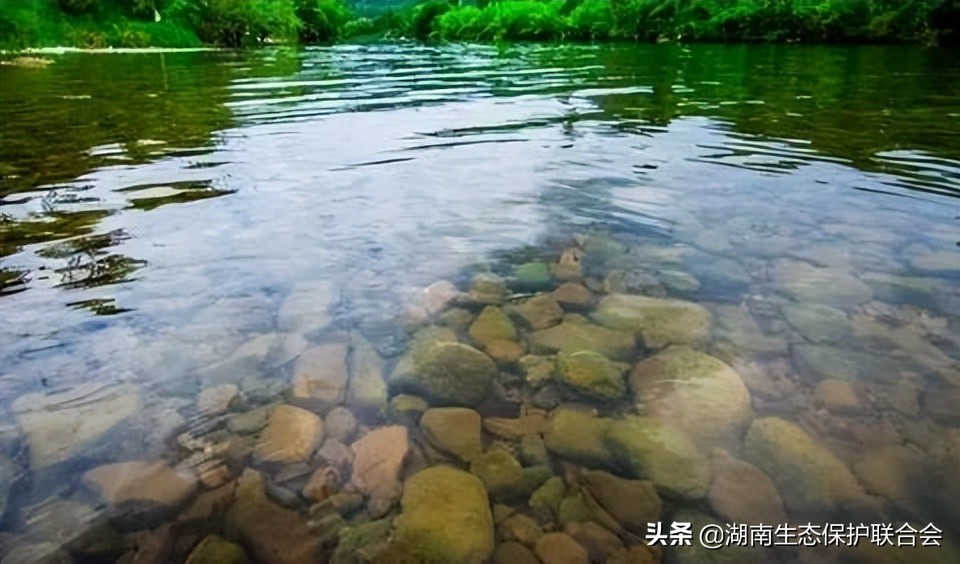 绿色百科 | 为什么说生物多样性是我们的生命？