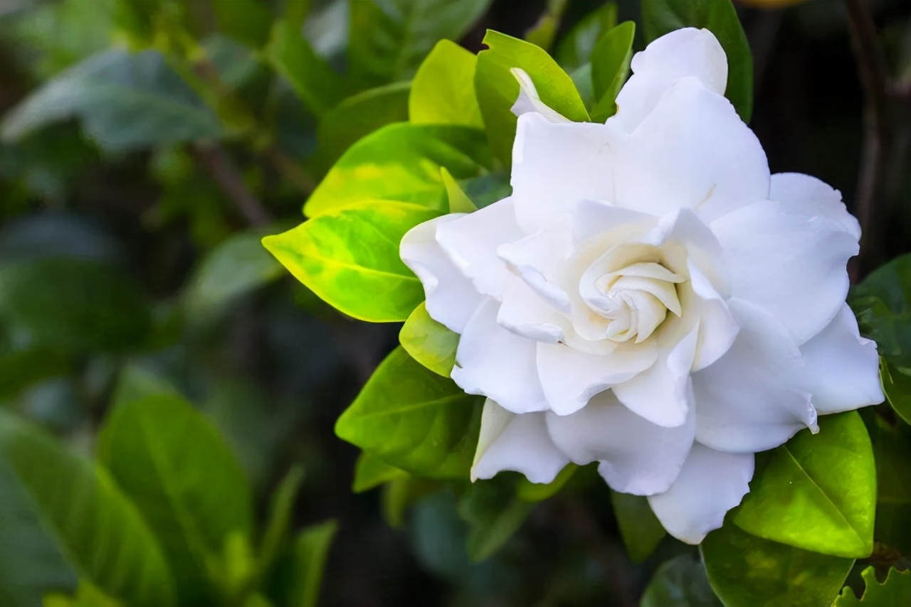 20種常見花卉綠植的習性分享，在家居環(huán)境中，也能把它們養(yǎng)出彩
