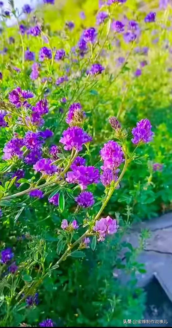 笑看花开,是一种美好的心情