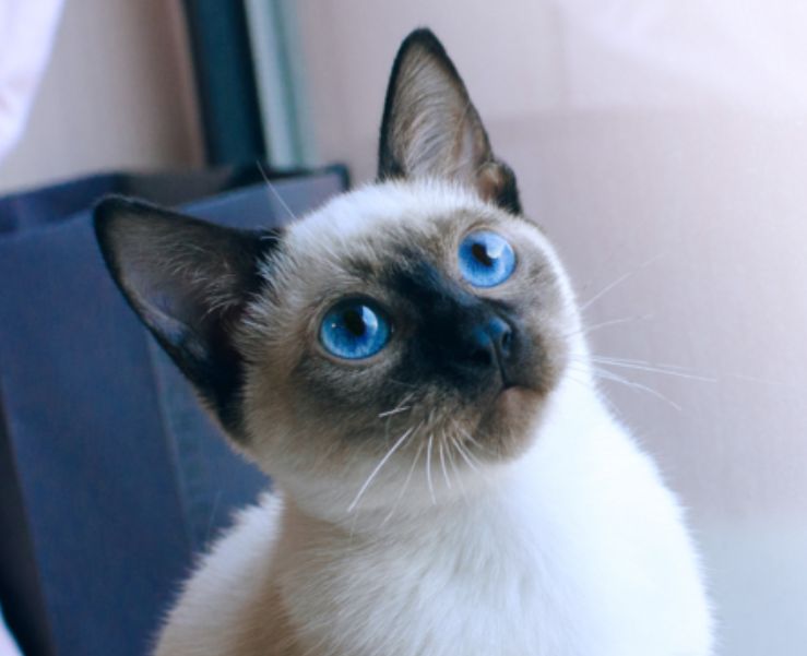 猫界最“忠诚”的猫，和最“白眼狼”的猫，有你家的吗？