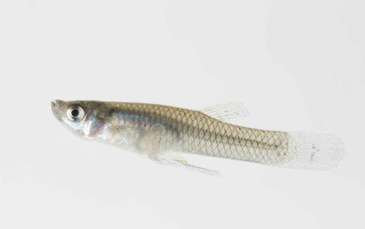 食蚊鱼一天捕捉上千只蚊子因泛滥成灾上了黑名单