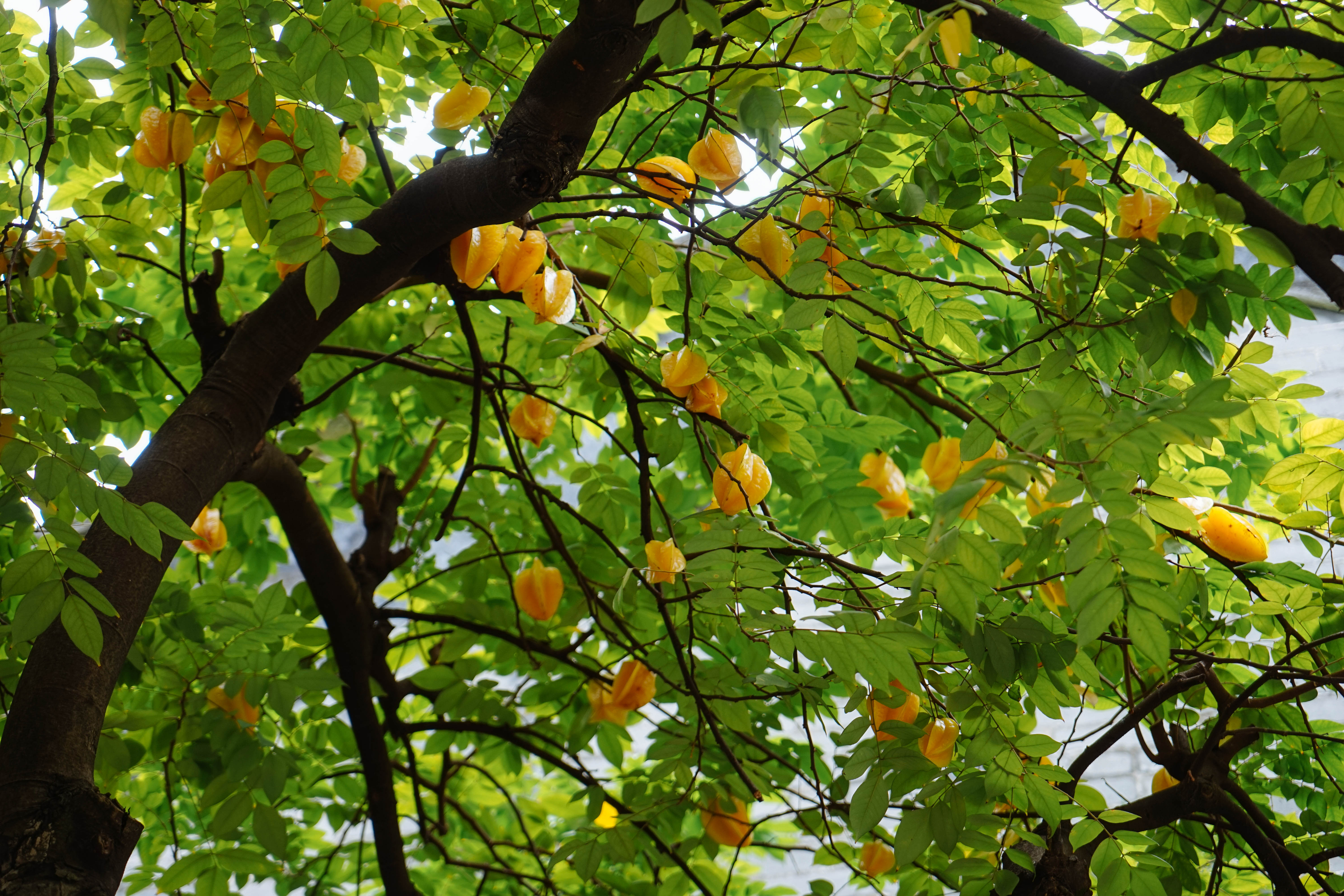 园林之一,这秀气的园林堪称顺德宝藏,还有古代天然空调 - 时代树暴走
