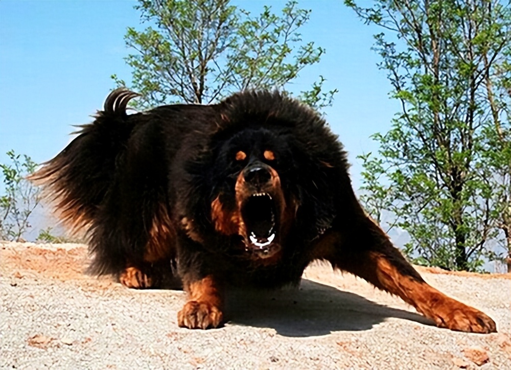 特别"护主"的7种狗,养一只有满满的安全感,还能防小偷