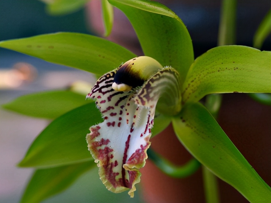 29个兰花品种，名称与图片都在这里了，你还傻傻分不清吗？