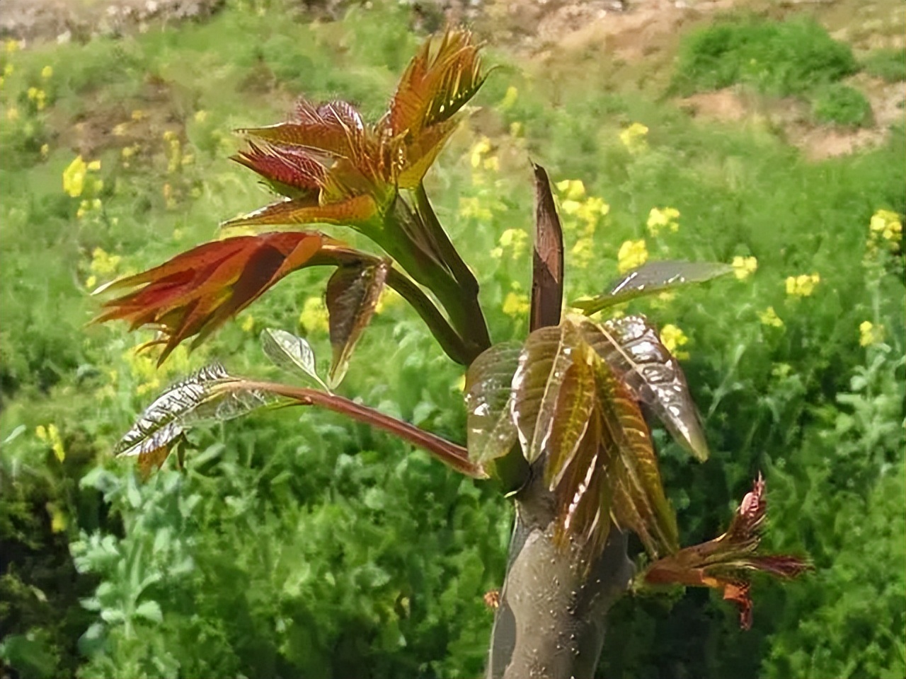 春菜100多一斤，看来我只配吃肉了...